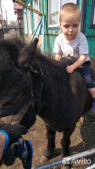 Продам пони, мерин, 6лет