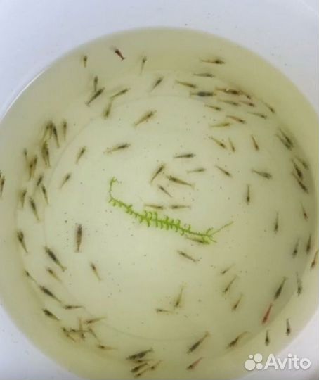 Отбраковка креветок