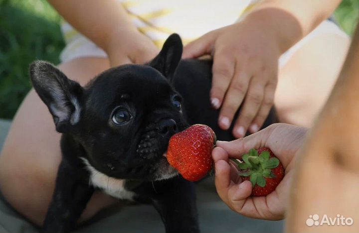Щенки Французского бульдога. мальчишки