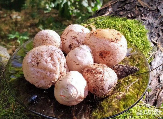 Гриб Веселка (Москва Муэр пория Эноки Рейши Эноки