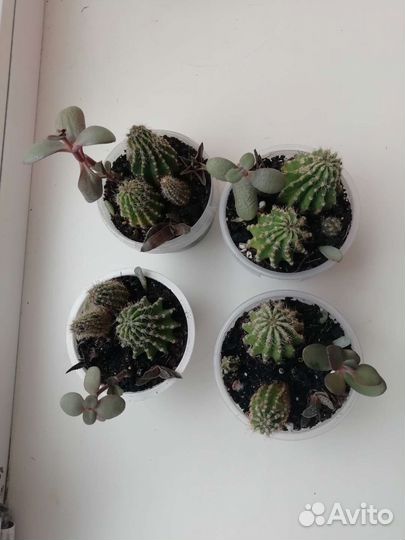 Суккуленты