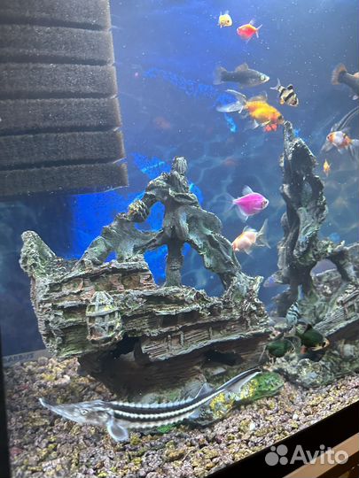 Аквариум вместе с рыбами
