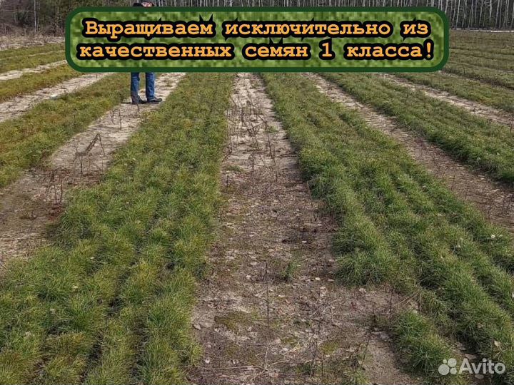 Сеянцы ели и сосны окс