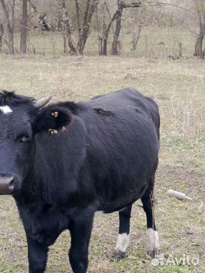 Быки и телки