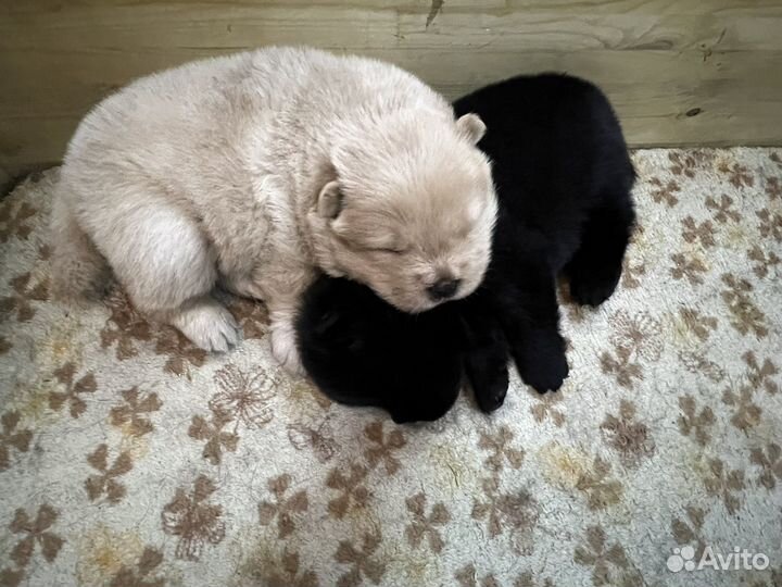 Щенки чау-чау