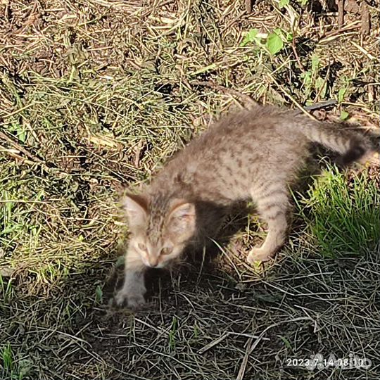 Котенок с прививкой