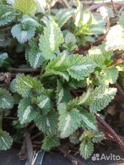 Почвопокровный многолетники