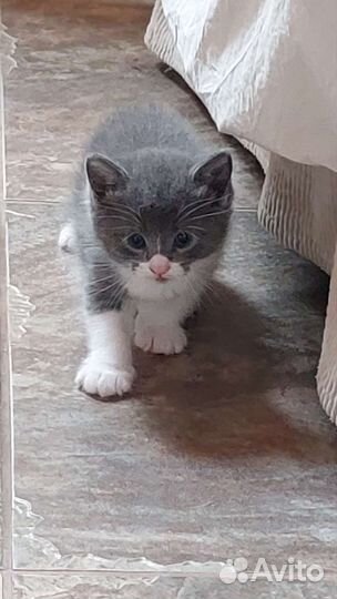 Кошка в дар бесплатно