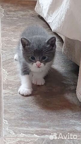 Кошка в дар бесплатно