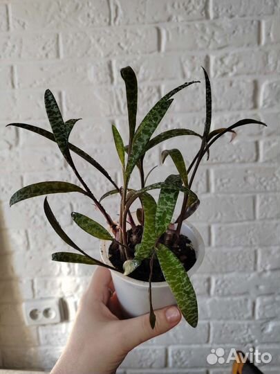 Ледебурия общественная Ledebouria socialis