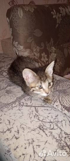 Котята в добрые руки мальчики