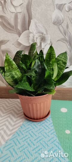 Сансевиерия