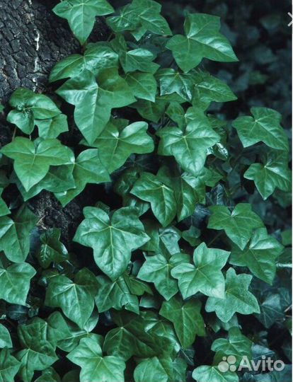 Плющ вечнозелен-й,укорененный в горшках