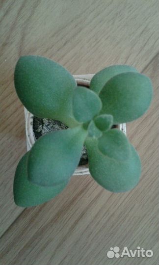 Маленькое денежное дерево