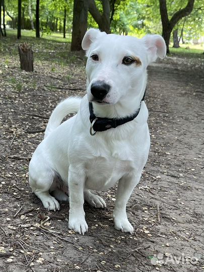 Вязка джек Рассел терьер