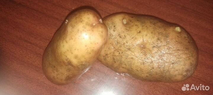 Картофель едовой