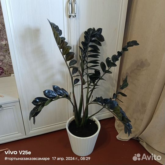 Цветы Замиокулькас черный Ворон