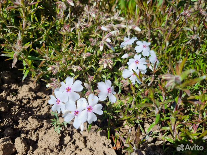Флокс шиловидный
