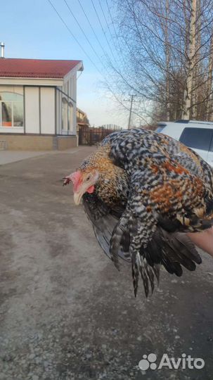 Молодые породистые петушки