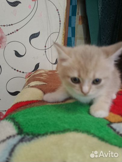 Кошки в добрые руки бесплатно