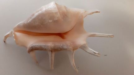 Аксессуары и декор для аквариума