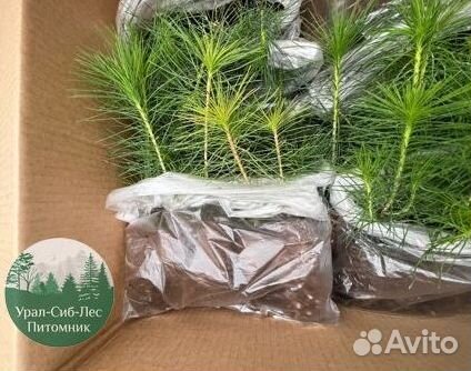 Зкс и окс Сосна Ель Лиственница сеянцы Голуб горн