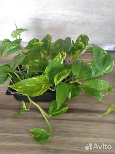 Эпипремнум золотистый