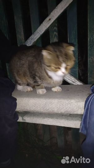 Отдам найденую кошечку вислоухая в хорошие руки