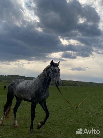 Молодая кобыла