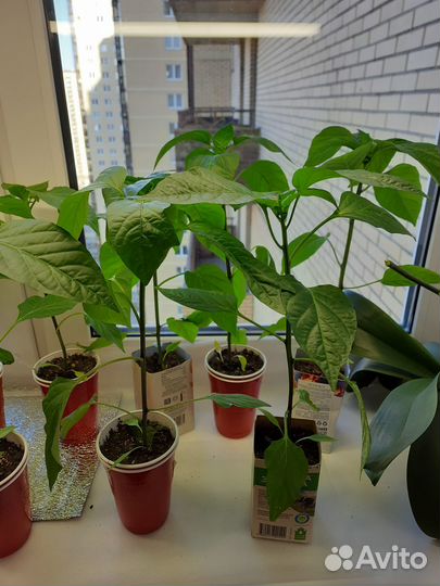 Рассада перцев и помидор