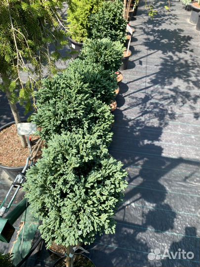 Кипарисовик Лоусона штамб