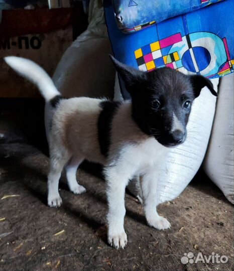 Щенок мальчик