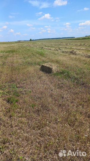 Сено в тюках и рулонах