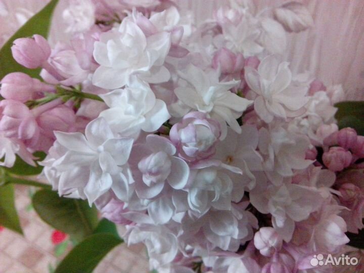 Саженцы сирени, миндаль, жасмин сортовые