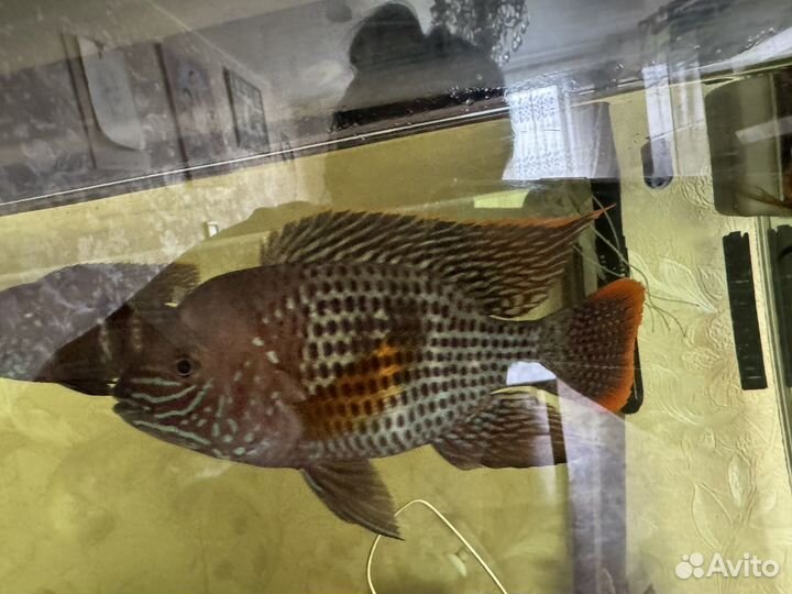 Аквариумные рыбы цихлиды для аквариума