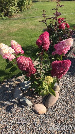 Гортензия метельчатая