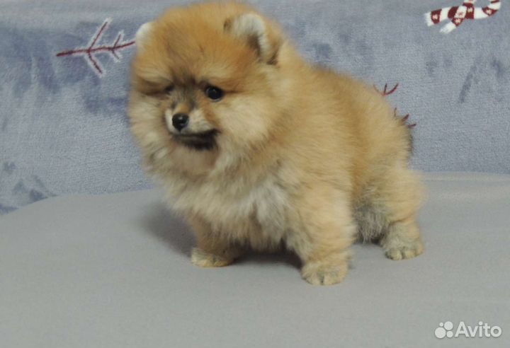 Маленькая собака шпиц