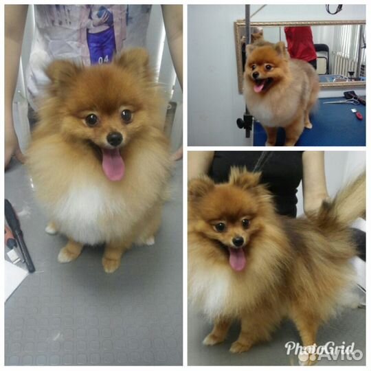 Стрижка собак и кошек