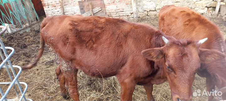 Телята тёлочки