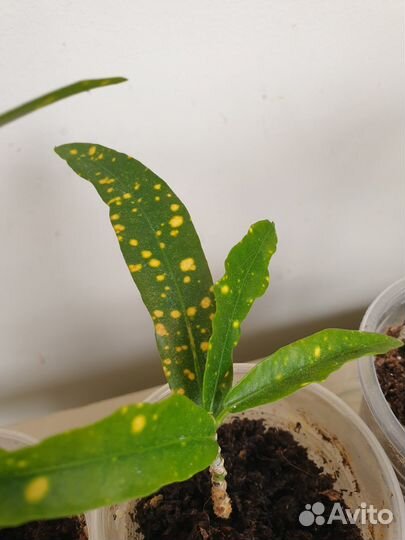 Кротон Gold Star, Mummy