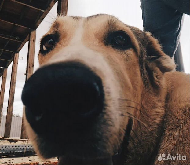 Ветеринарный врач