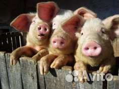 Поросята