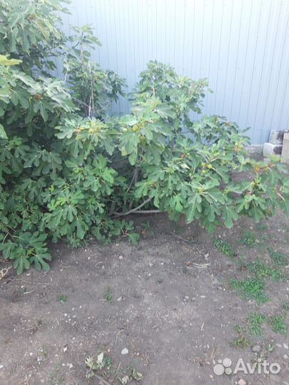 Саженцы куст инжир