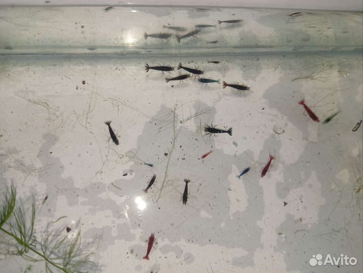 Аквариумные креветки