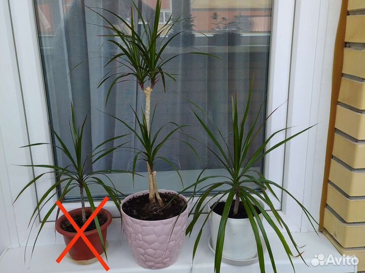 Комнатные цветы драцена