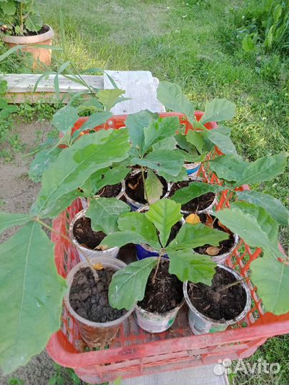 Дуб Монгольский