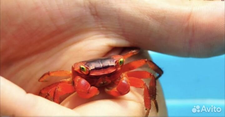 Краб аквариумный