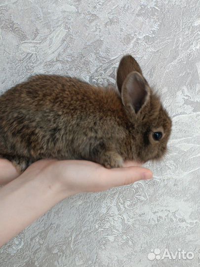 Кролики