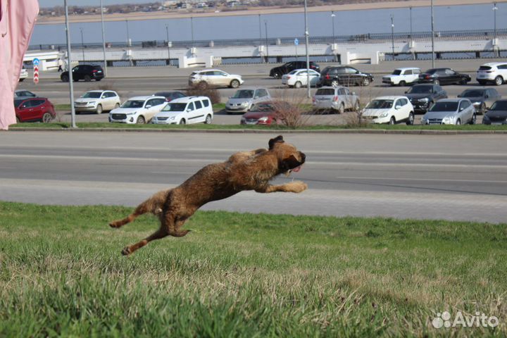 Бордер терьер щенки
