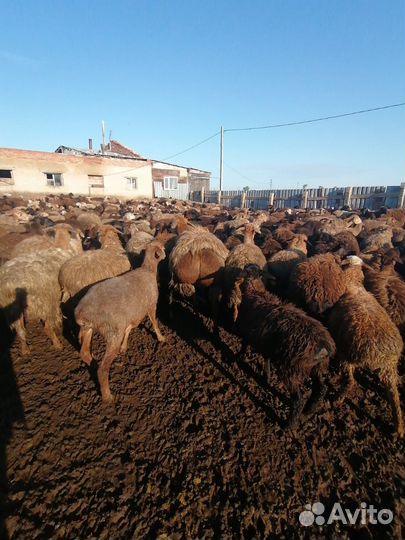 Продам баранов,овец,ярок